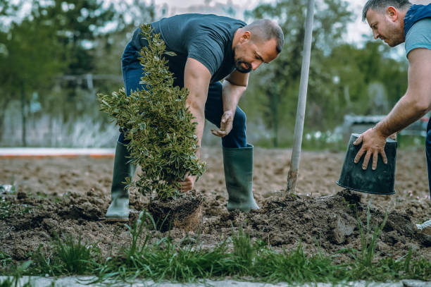 Professional Tree Care Services in Sarasota Springs, FL