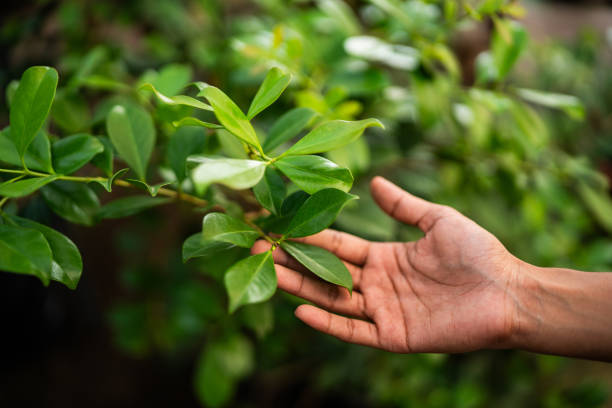 How Our Tree Care Process Works  in  Sarasota Springs, FL